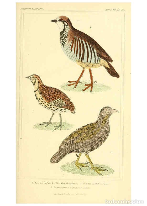 Collection Magazines and Newspapers: Reproducci&oacute;n/Reproduction 6025631127: The animal kingdom, arranged according to its organization, se