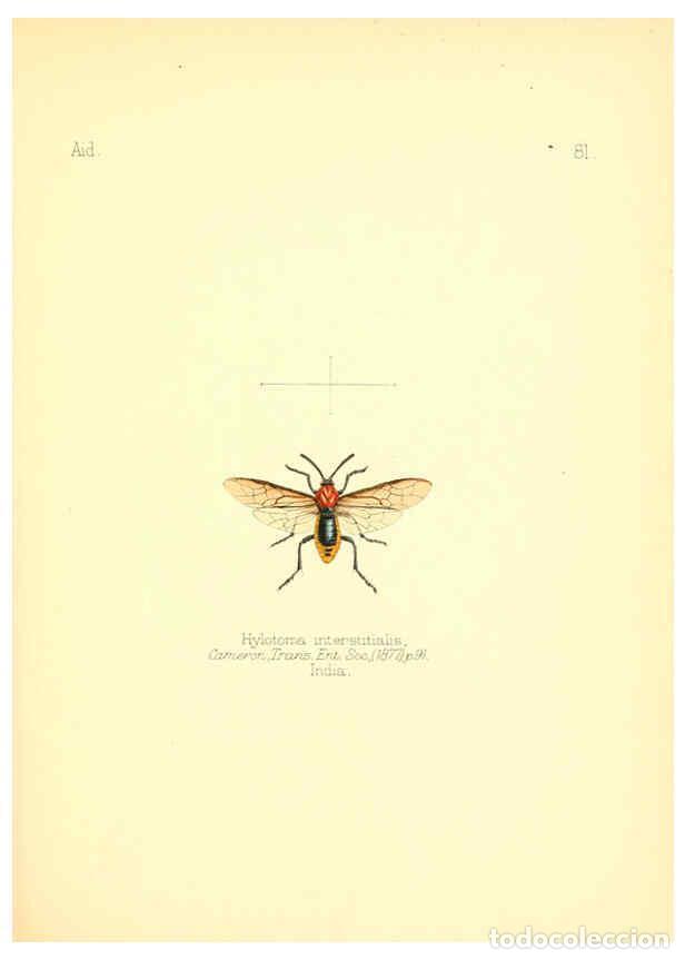 Collection Magazines and Newspapers: Reproducci&oacute;n/Reproduction 6026391510: Aid to the identification of insects. v.1. London :E.W. Janson