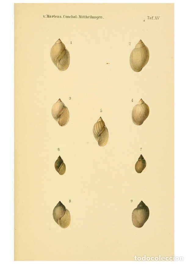 Collection Magazines and Newspapers: Reproducci&oacute;n/Reproduction 6298954412: Conchologische Mittheilungen als Fortsetzung der Novitates con