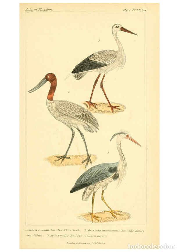 Collection Magazines and Newspapers: Reproducci&oacute;n/Reproduction 6025637665: The animal kingdom, arranged according to its organization, se