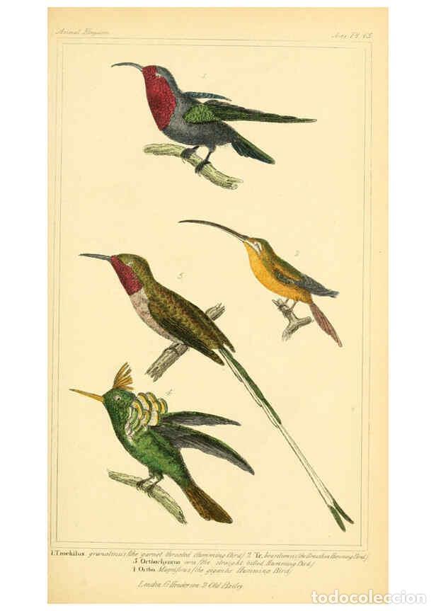 Collection Magazines and Newspapers: Reproducci&oacute;n/Reproduction 6025626987: The animal kingdom, arranged according to its organization, se