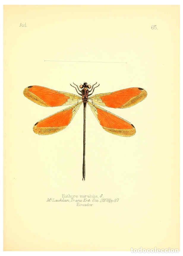 Collection Magazines and Newspapers: Reproducci&oacute;n/Reproduction 6025830119: Aid to the identification of insects. v.1. London :E.W. Janson