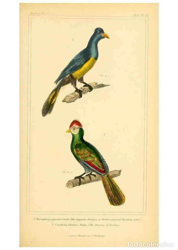 Collection Magazines and Newspapers: Reproducci&oacute;n/Reproduction 6025625773: The animal kingdom, arranged according to its organization, se