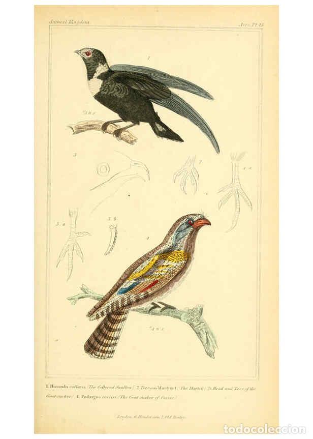 Collection Magazines and Newspapers: Reproducci&oacute;n/Reproduction 6025628263: The animal kingdom, arranged according to its organization, se