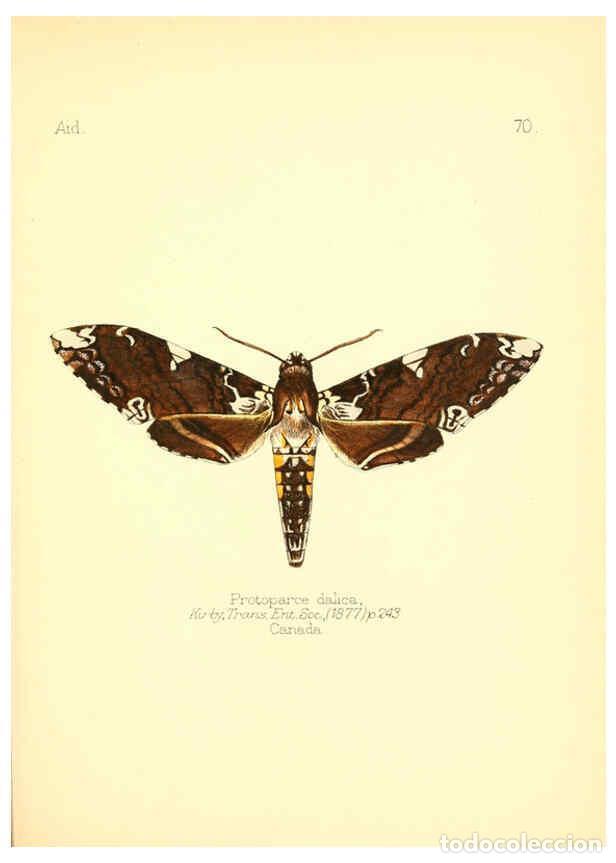 Collection Magazines and Newspapers: Reproducci&oacute;n/Reproduction 6026388552: Aid to the identification of insects. v.1. London :E.W. Janson