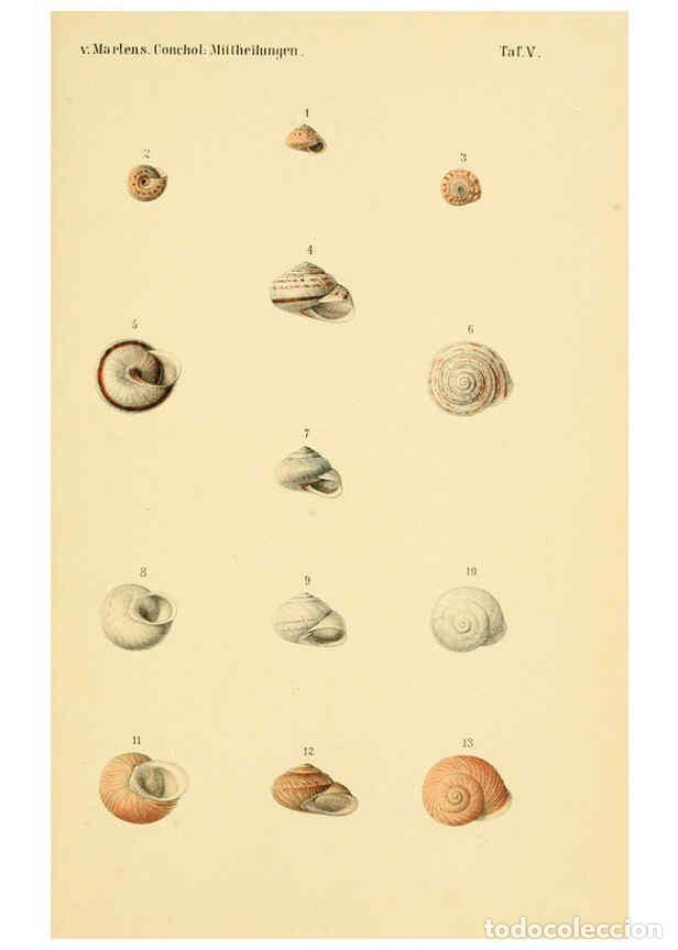 Collection Magazines and Newspapers: Reproducci&oacute;n/Reproduction 6298420157: Conchologische Mittheilungen als Fortsetzung der Novitates con