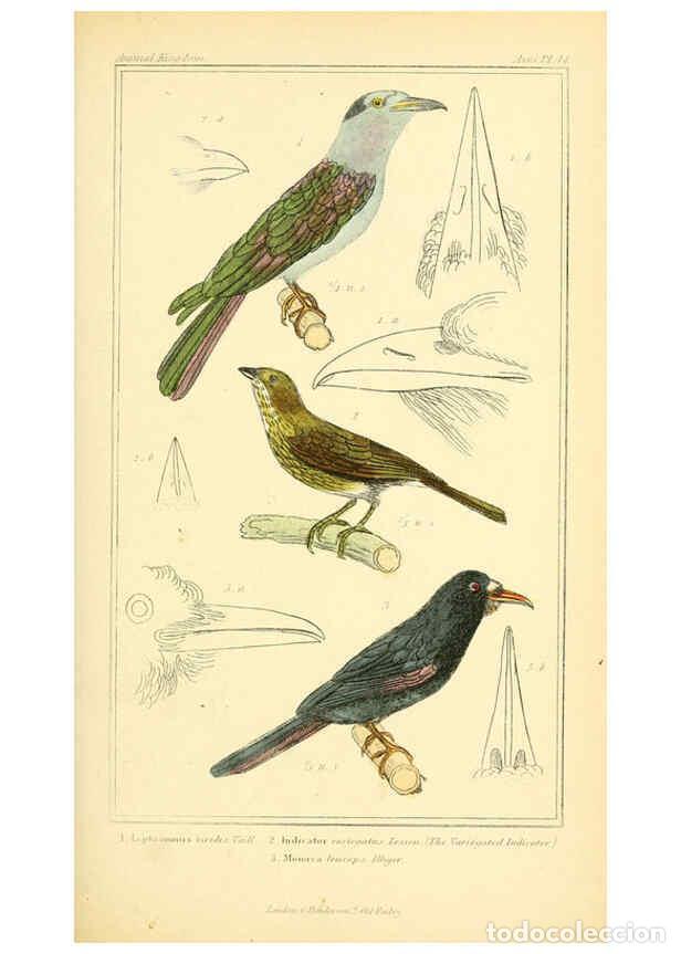 Collection Magazines and Newspapers: Reproducci&oacute;n/Reproduction 6025627283: The animal kingdom, arranged according to its organization, se