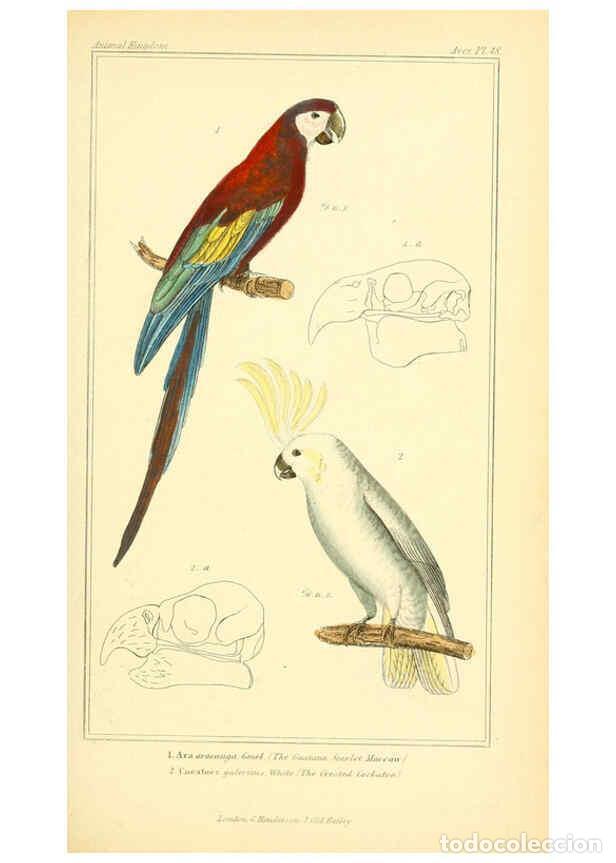 Collection Magazines and Newspapers: Reproducci&oacute;n/Reproduction 6025629999: The animal kingdom, arranged according to its organization, se