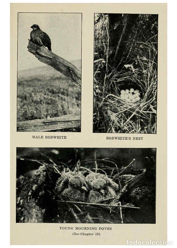 Collection Magazines and Newspapers: Reproducci&oacute;n/Reproduction 6298346529: Knowing birds through stories New York: Funk & Wagnalls compan