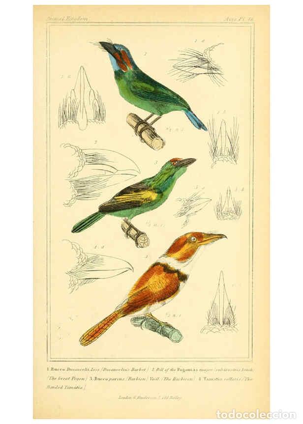 Collection Magazines and Newspapers: Reproducci&oacute;n/Reproduction 6026184556: The animal kingdom, arranged according to its organization, se