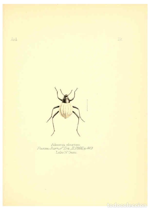 Collezionismo di Riviste e Giornali: Reproducci&oacute;n/Reproduction 6025817515: Aid to the identification of insects. v.1. London :E.W. Janson