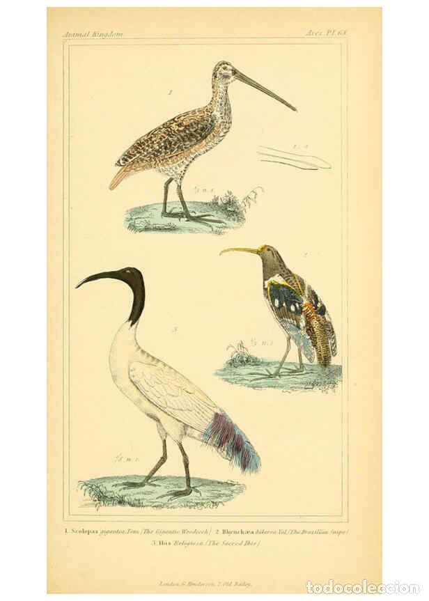 Collezionismo di Riviste e Giornali: Reproducci&oacute;n/Reproduction 6026194150: The animal kingdom, arranged according to its organization, se