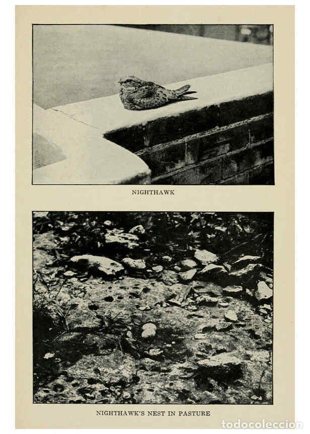 Collezionismo di Riviste e Giornali: Reproducci&oacute;n/Reproduction 6298879030: Knowing birds through stories New York: Funk & Wagnalls compan