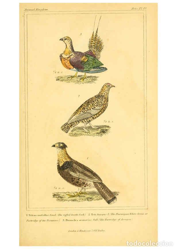 Collezionismo di Riviste e Giornali: Reproducci&oacute;n/Reproduction 6025630367: The animal kingdom, arranged according to its organization, se