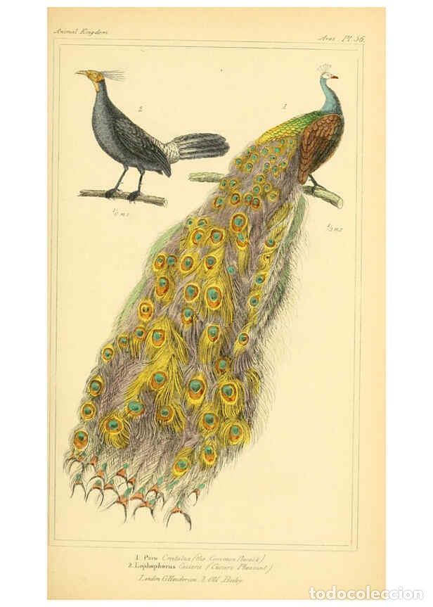 Collezionismo di Riviste e Giornali: Reproducci&oacute;n/Reproduction 6025633263: The animal kingdom, arranged according to its organization, se