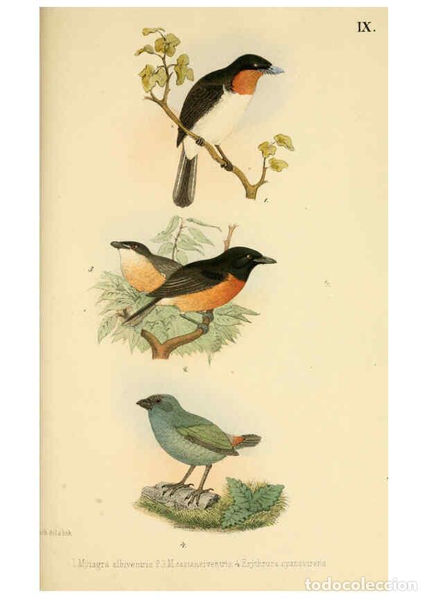 Collezionismo di Riviste e Giornali: Reproducci&oacute;n/Reproduction 6298634315: Beitrag zur fauna Centralpolynesiens. Ornithologie der Viti-,