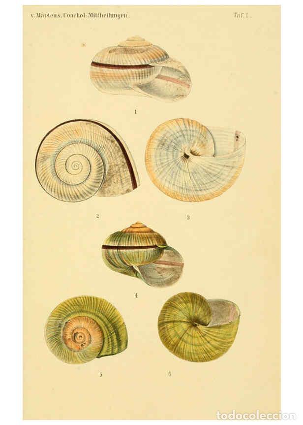 Collezionismo di Riviste e Giornali: Reproducci&oacute;n/Reproduction 6298949844: Conchologische Mittheilungen als Fortsetzung der Novitates con