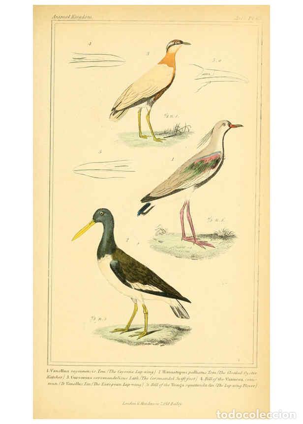 Collezionismo di Riviste e Giornali: Reproducci&oacute;n/Reproduction 6026192458: The animal kingdom, arranged according to its organization, se