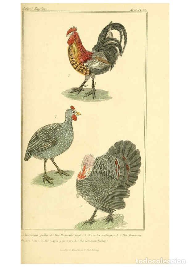 Collezionismo di Riviste e Giornali: Reproducci&oacute;n/Reproduction 6025632099: The animal kingdom, arranged according to its organization, se