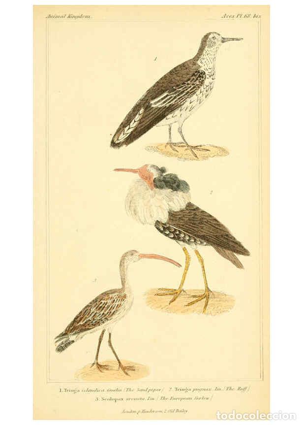 Collezionismo di Riviste e Giornali: Reproducci&oacute;n/Reproduction 6025638557: The animal kingdom, arranged according to its organization, se