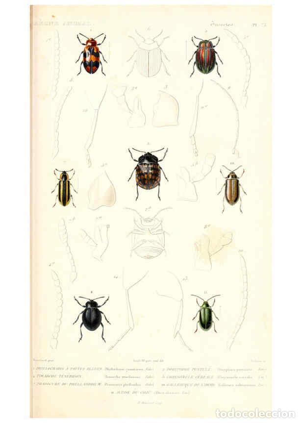 Collezionismo di Riviste e Giornali: Reproducci&oacute;n/Reproduction 6298523075: Le r&egrave;gne animal distribu&eacute; d'apr&egrave;s son organisation. v.6-7. pt.