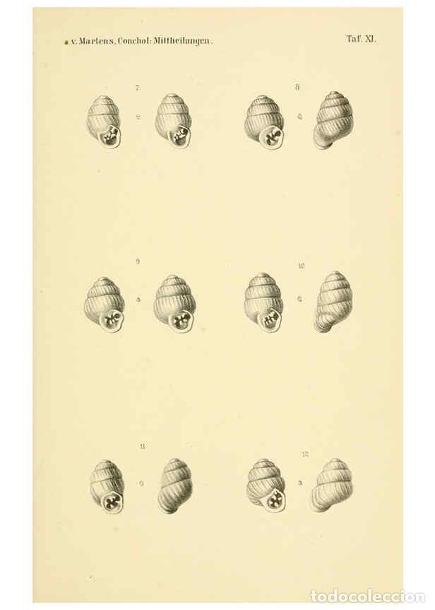 Collezionismo di Riviste e Giornali: Reproducci&oacute;n/Reproduction 6298421885: Conchologische Mittheilungen als Fortsetzung der Novitates con
