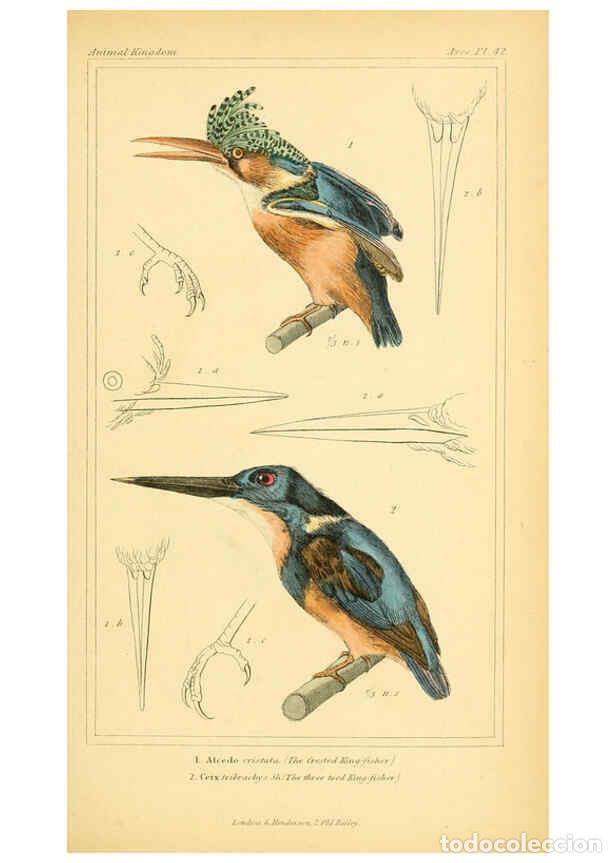 Collezionismo di Riviste e Giornali: Reproducci&oacute;n/Reproduction 6025626157: The animal kingdom, arranged according to its organization, se