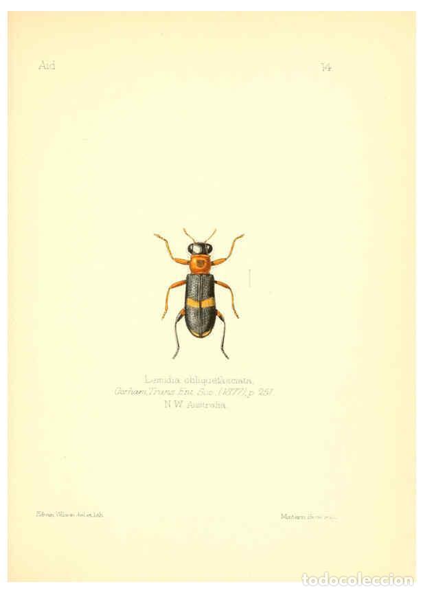 Collezionismo di Riviste e Giornali: Reproducci&oacute;n/Reproduction 6025816005: Aid to the identification of insects. v.1. London :E.W. Janson