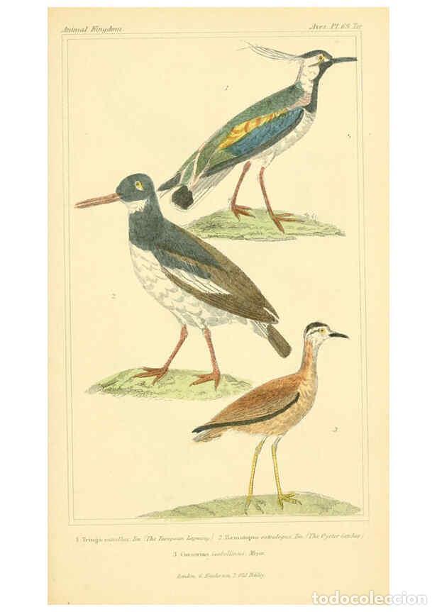 Collezionismo di Riviste e Giornali: Reproducci&oacute;n/Reproduction 6025639607: The animal kingdom, arranged according to its organization, se