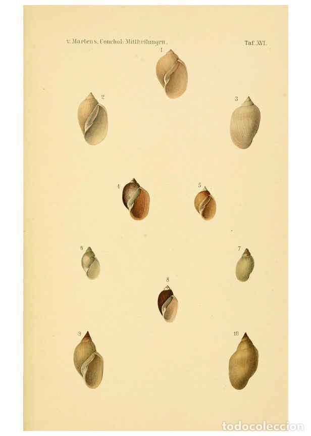 Collezionismo di Riviste e Giornali: Reproducci&oacute;n/Reproduction 6298954646: Conchologische Mittheilungen als Fortsetzung der Novitates con