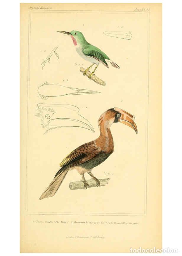 Collezionismo di Riviste e Giornali: Reproducci&oacute;n/Reproduction 6025627493: The animal kingdom, arranged according to its organization, se