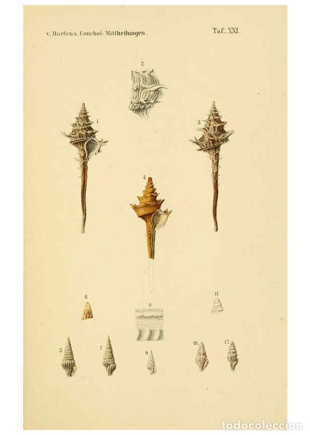 Collectionnisme de Revues et Journaux: Reproducci&oacute;n/Reproduction 6298424727: Conchologische Mittheilungen als Fortsetzung der Novitates con