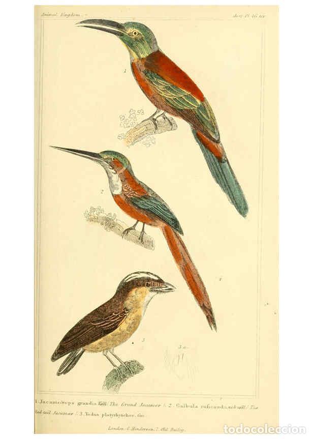 Collectionnisme de Revues et Journaux: Reproducci&oacute;n/Reproduction 6026184854: The animal kingdom, arranged according to its organization, se