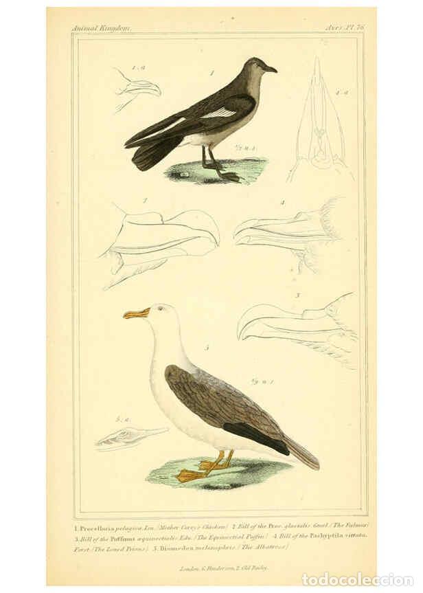 Sammeln von Zeitschriften und Zeitungen: Reproducci&oacute;n/Reproduction 6026198590: The animal kingdom, arranged according to its organization, se