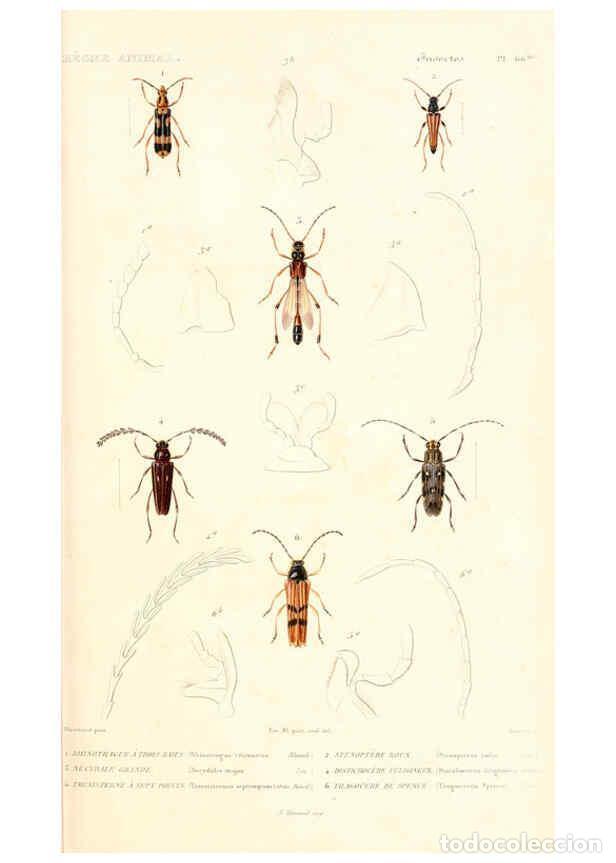 Sammeln von Zeitschriften und Zeitungen: Reproducci&oacute;n/Reproduction 6299046400: Le r&egrave;gne animal distribu&eacute; d'apr&egrave;s son organisation. v.6-7. pt.
