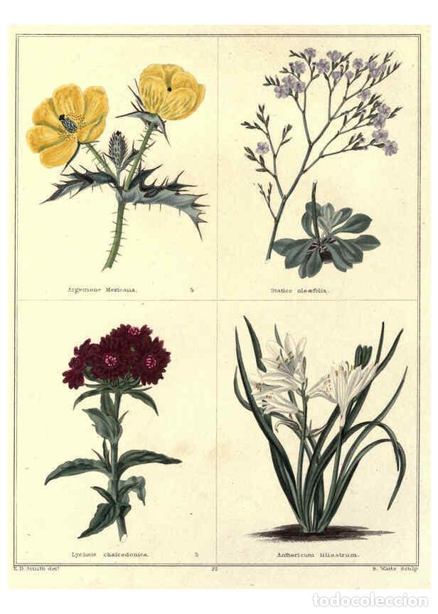 Collezionismo di Riviste e Giornali: Reproducci&oacute;n/Reproduction 6028487871: The botanic garden London :Simpkin & Marshall,1825- - Benjamin