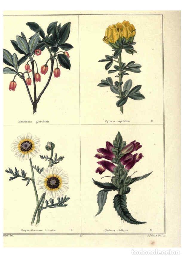Coleccionismo de Revistas y Peri&oacute;dicos: Reproducci&oacute;n/Reproduction 6028488065: The botanic garden London :Simpkin & Marshall,1825- - Benjamin