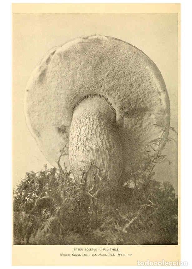 Coleccionismo de revistas y peri&oacute;dicos: Reproducci&oacute;n/Reproduction 6288868913: The mushroom book Garden City, N.Y. :Doubleday, Page,1920 - Ni