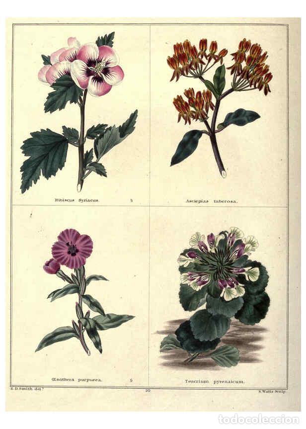 Collezionismo di Riviste e Giornali: Reproducci&oacute;n/Reproduction 6028487627: The botanic garden London :Simpkin & Marshall,1825- - Benjamin