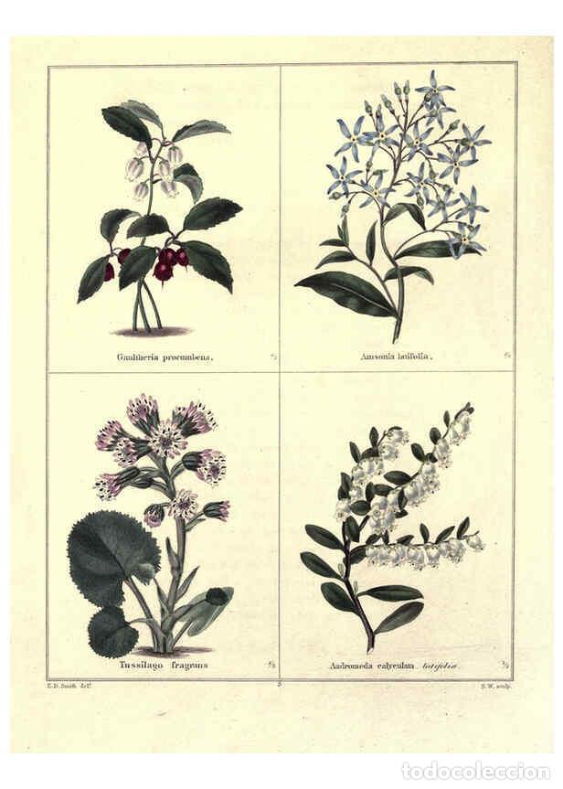 Coleccionismo de Revistas y Peri&oacute;dicos: Reproducci&oacute;n/Reproduction 6029038532: The botanic garden London :Simpkin & Marshall,1825- - Benjamin