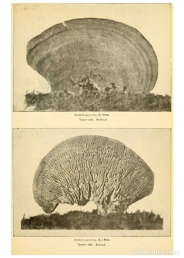 Coleccionismo de revistas y peri&oacute;dicos: Reproducci&oacute;n/Reproduction 6289390120: The mushroom book Garden City, N.Y. :Doubleday, Page,1920 - Ni