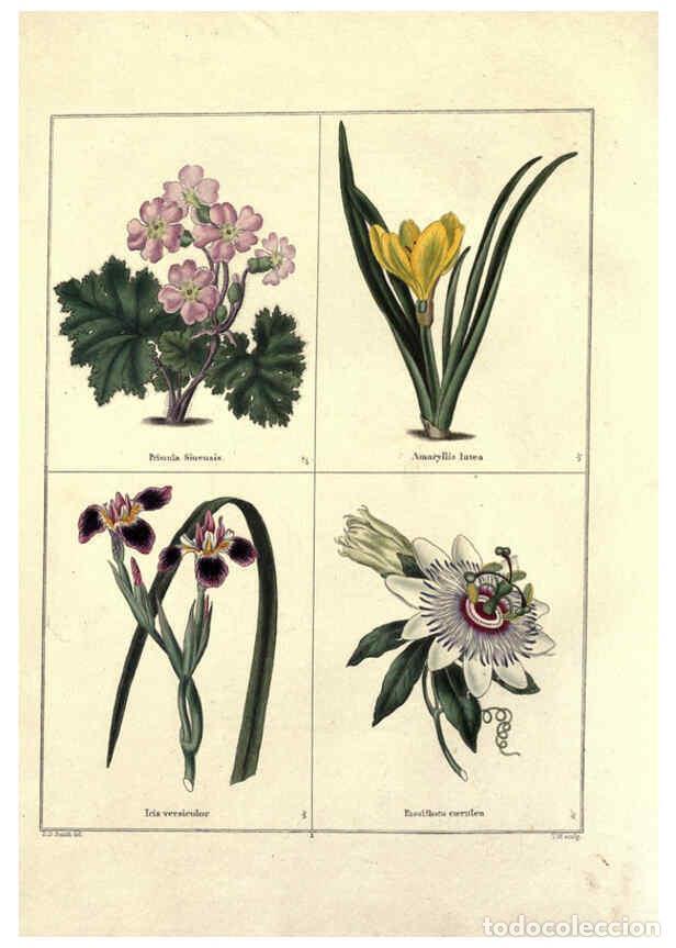 Collezionismo di Riviste e Giornali: Reproducci&oacute;n/Reproduction 6028484773: The botanic garden London :Simpkin & Marshall,1825- - Benjamin