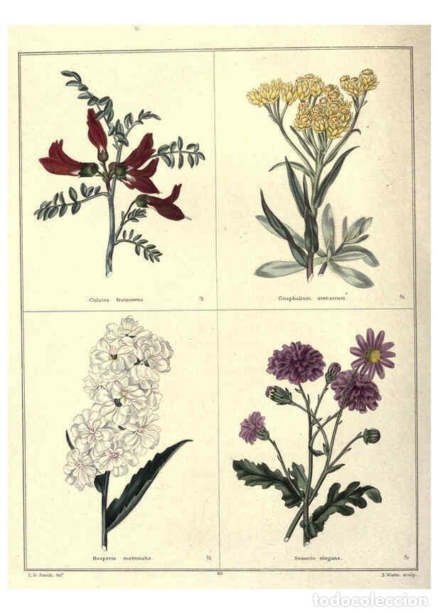 Coleccionismo de Revistas y Peri&oacute;dicos: Reproducci&oacute;n/Reproduction 6028486235: The botanic garden London :Simpkin & Marshall,1825- - Benjamin