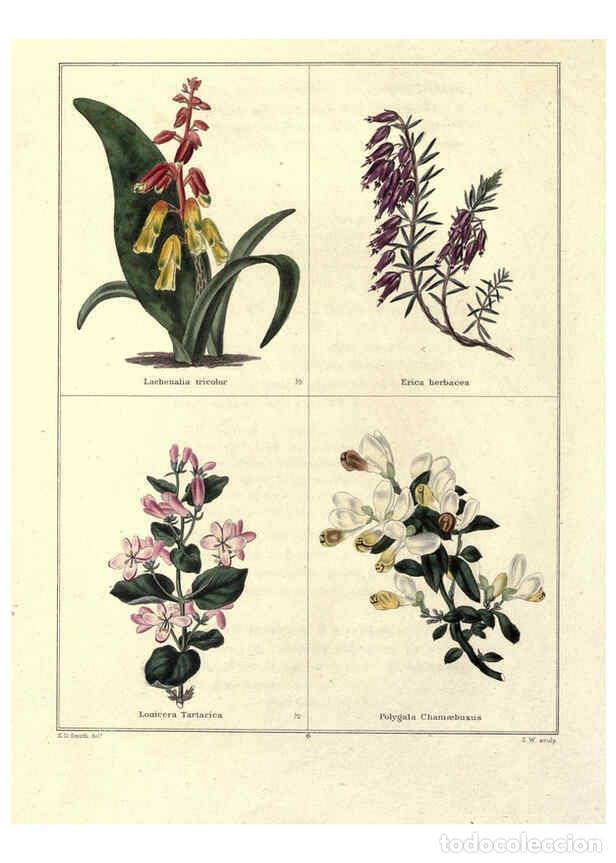 Coleccionismo de Revistas y Peri&oacute;dicos: Reproducci&oacute;n/Reproduction 6029038694: The botanic garden London :Simpkin & Marshall,1825- - Benjamin