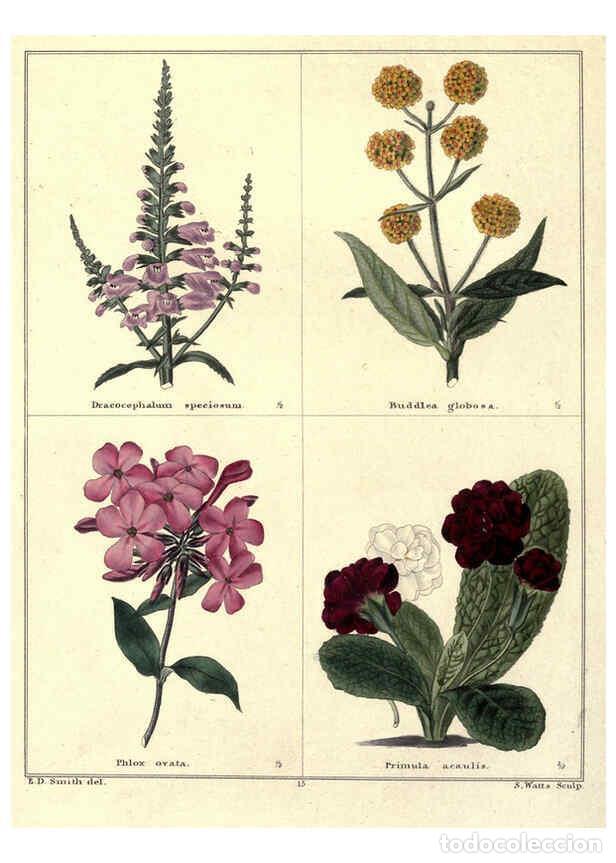 Collection Magazines and Newspapers: Reproducci&oacute;n/Reproduction 6029039940: The botanic garden London :Simpkin & Marshall,1825- - Benjamin
