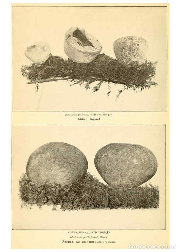 Coleccionismo de revistas y peri&oacute;dicos: Reproducci&oacute;n/Reproduction 6288871991: The mushroom book Garden City, N.Y. :Doubleday, Page,1920 - Ni