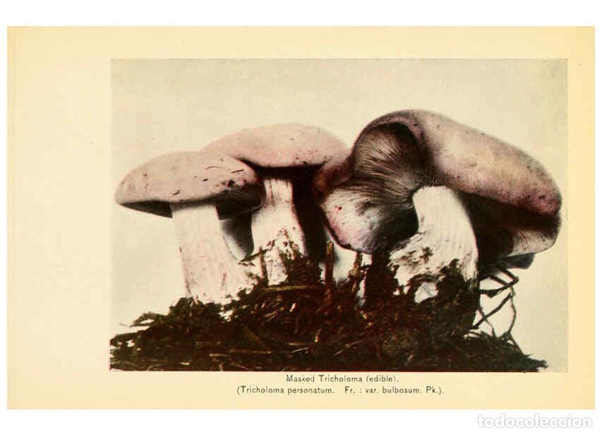 Coleccionismo de revistas y peri&oacute;dicos: Reproducci&oacute;n/Reproduction 6288861799: The mushroom book Garden City, N.Y. :Doubleday, Page,1920 - Ni