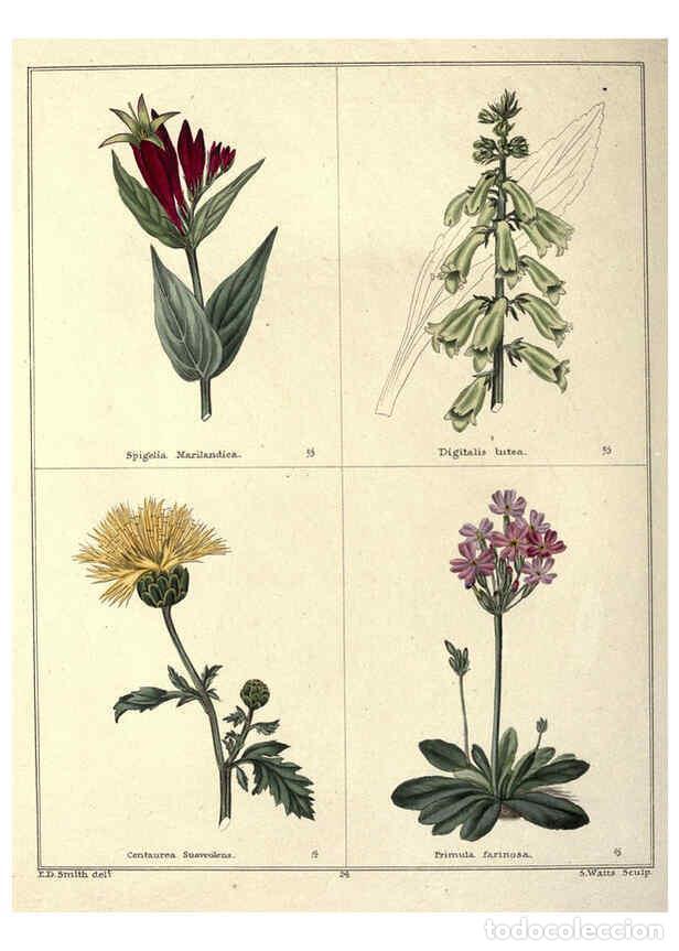 Coleccionismo de Revistas y Peri&oacute;dicos: Reproducci&oacute;n/Reproduction 6028488211: The botanic garden London :Simpkin & Marshall,1825- - Benjamin