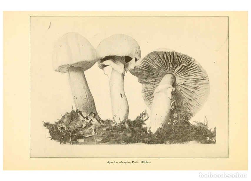 Coleccionismo de revistas y peri&oacute;dicos: Reproducci&oacute;n/Reproduction 6289383248: The mushroom book Garden City, N.Y. :Doubleday, Page,1920 - Ni