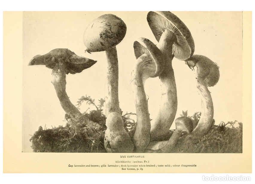 Coleccionismo de revistas y peri&oacute;dicos: Reproducci&oacute;n/Reproduction 6288864821: The mushroom book Garden City, N.Y. :Doubleday, Page,1920 - Ni